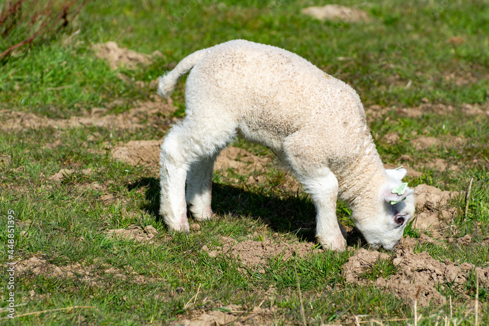 Lambs family with newborn ram graze on the green dams of the North Sea in Zeeland, Netherlands Lambs family with newborn ram graze on the green dams of the North Sea in Zeeland, Netherlands