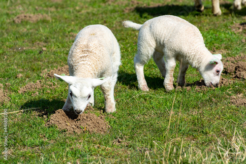 Lambs family with newborn ram graze on the green dams of the North Sea in Zeeland, Netherlands