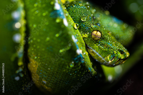 Close up of a gorgeous Green Tree Python (Morelia viridis) with water drops on its scales. 

Green snake covered with water droplets.

Macro photo of a green snake with big yellow eyes.