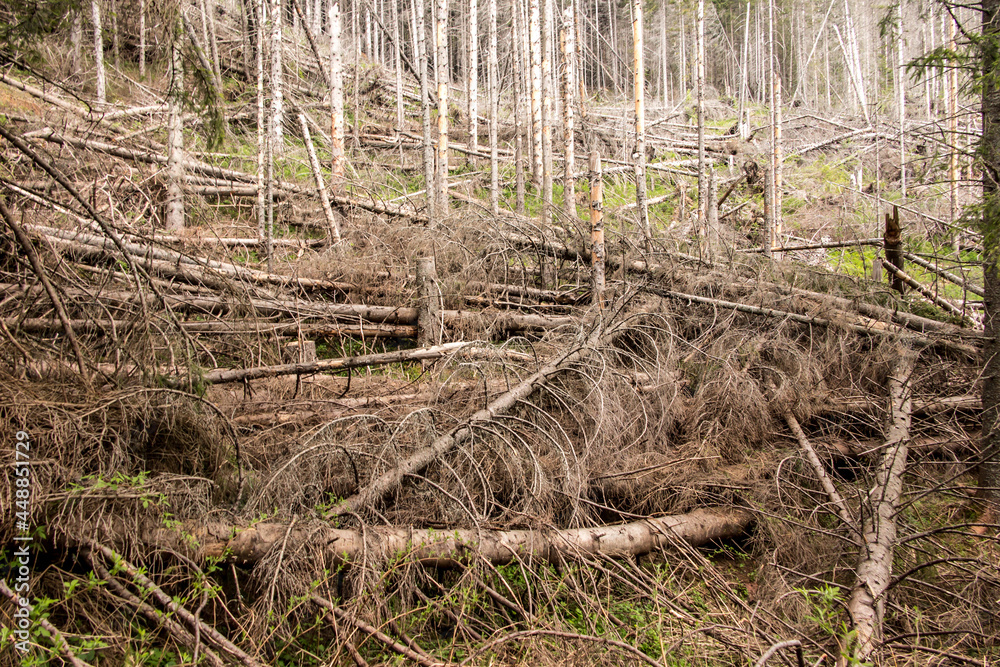 Dry trees in the Tatra National Park in Poland, the area of the Koscieliska Valley