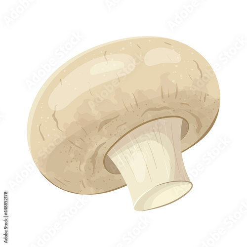 Vector isolated illustration of realistic champignon mushroom. Healthy forest food.