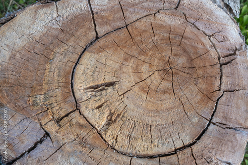 Ash tree stump, top view. Textured cut of ash tree, with veins, spots, cracks.