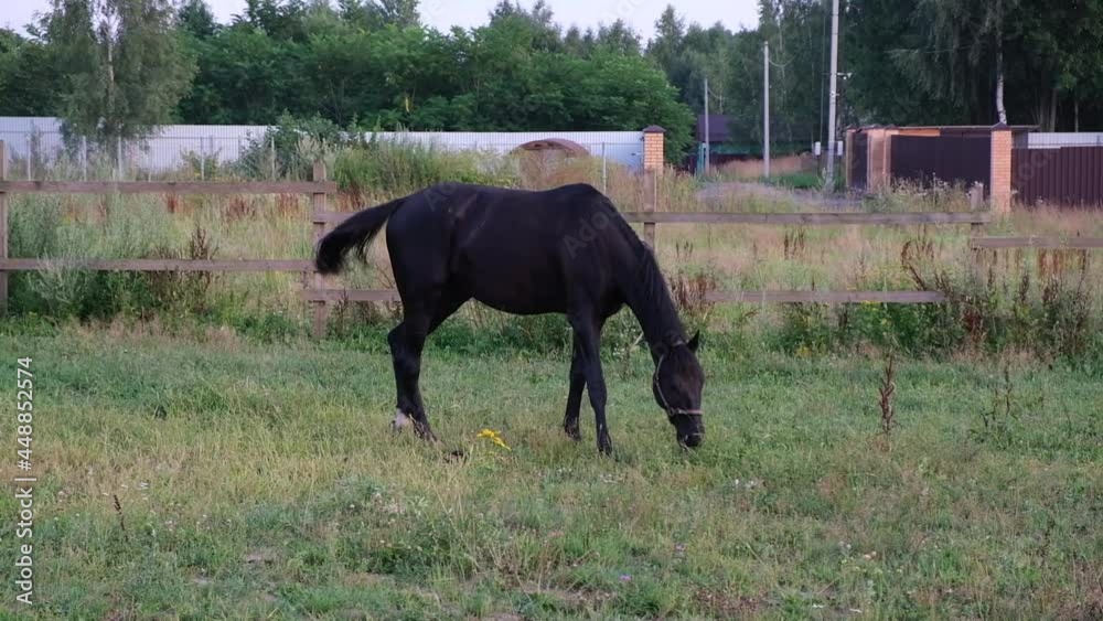 a black horse grazes in a clearing in the evening, alone there are no people a black horse grazes in a clearing in the evening, alone there are no people