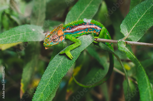 Cape-dwarf Chameleon slowing walking through dense vegetation