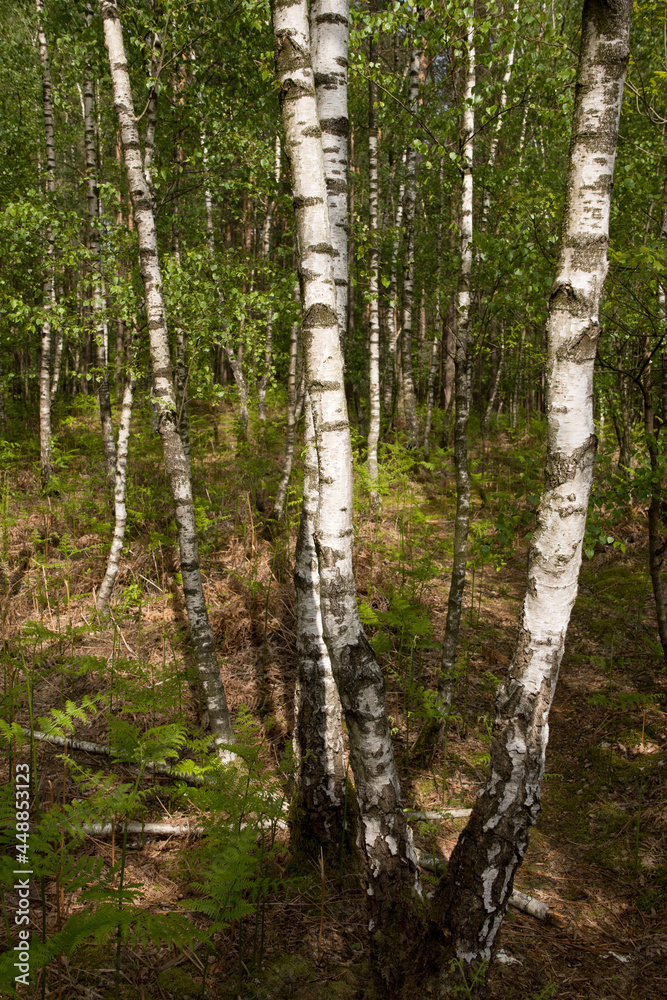 Fototapeta premium birch trunks in spring, young green foliage, sun rays among the branches