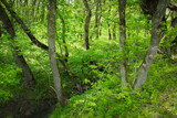 A beautiful green forest with a stream