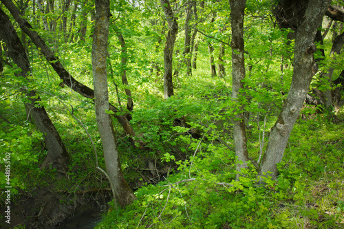 A beautiful green forest with a stream © Alexandr