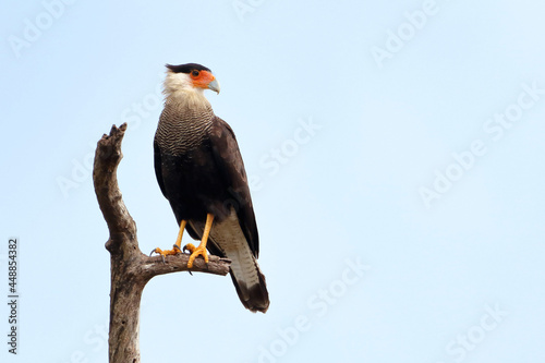Southern Caracara (Caracara plancus) isolated on a branch over blue sky. photo
