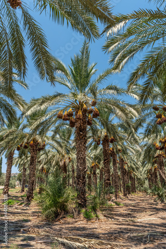 Fototapeta Naklejka Na Ścianę i Meble -  Palm trees loaded with ripe dates near the Sea of Galilee in Israel

