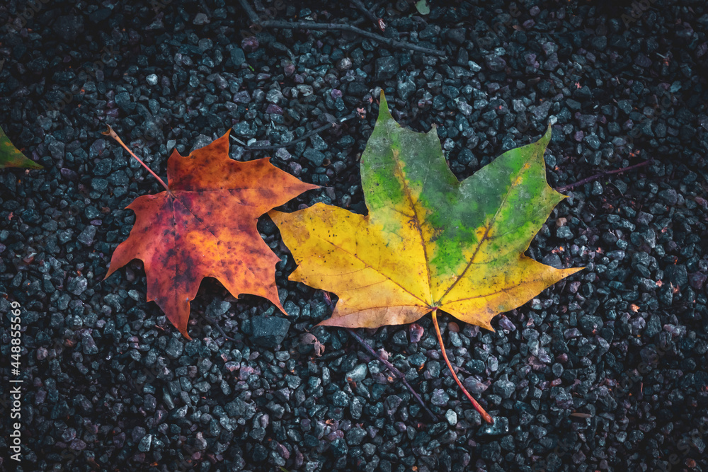 Two colorful maple leaves on gravel Two colorful maple leaves on gravel