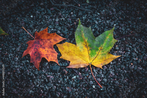 Two colorful maple leaves on gravel