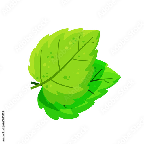 Mint leaf. Cool spice. Refreshment and freshness. Green part of the plant. Flat cartoon illustration isolated on white