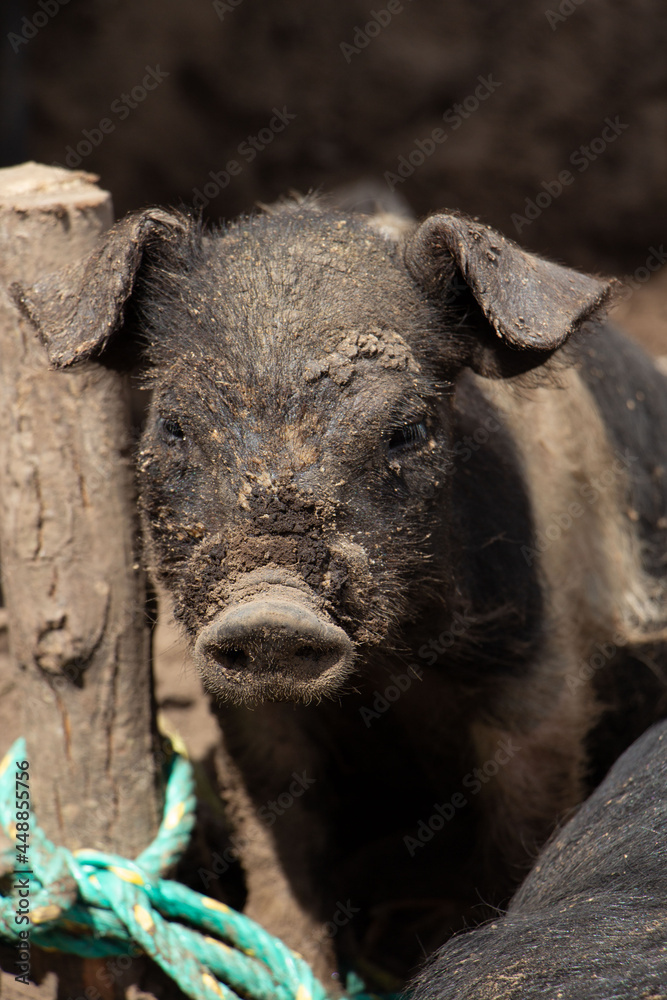 Fototapeta premium Black pig in the farm.