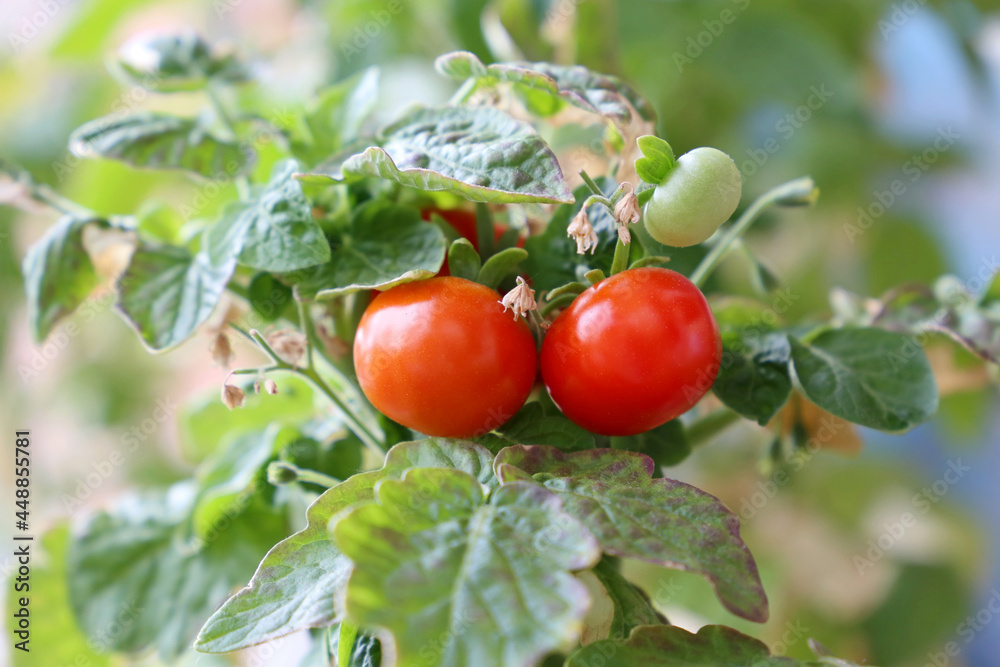Red cherry tomatoes with green leaves growing in a garden. Fresh vegetables for healthy diet