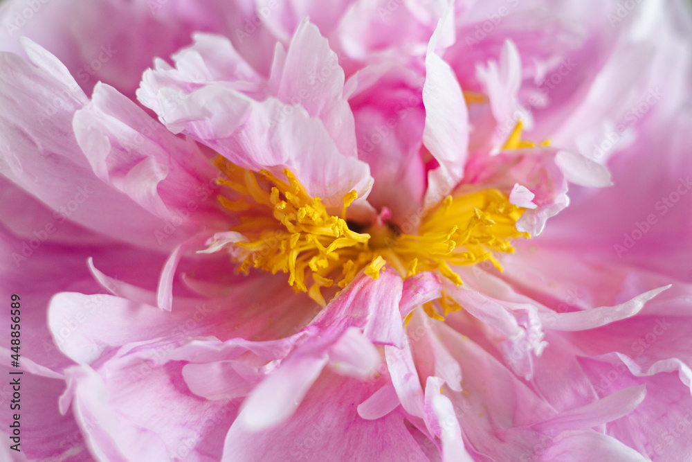 Beautiful fresh pink peony .Modern still life.Natural floral background
