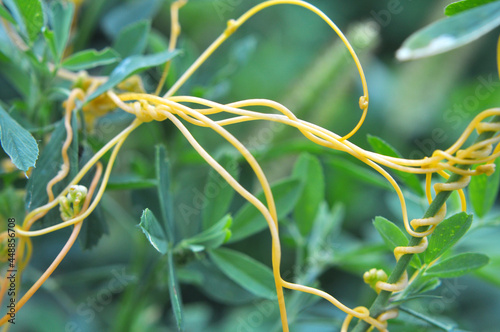 Quadro su tela The parasitic plant cuscuta grows among crops