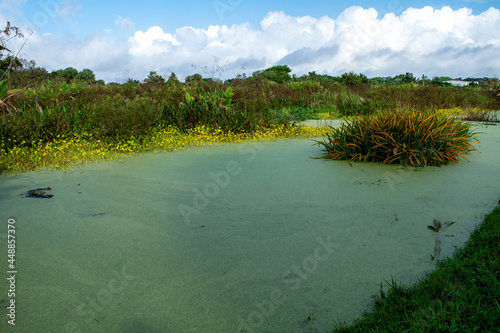 Exploring peaceful wetlands, 