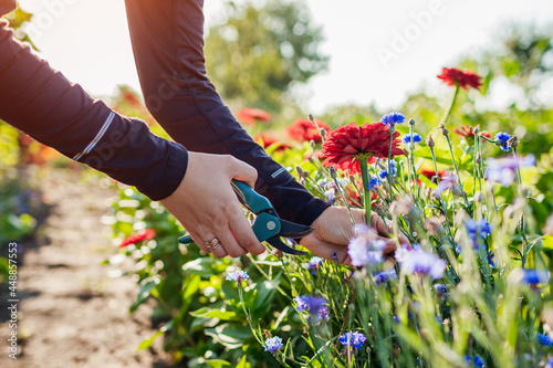 Woman gardener picks red zinnias and blue bachelor buttons in summer garden using pruner. Cut flowers harvest