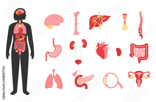 Human internal organs