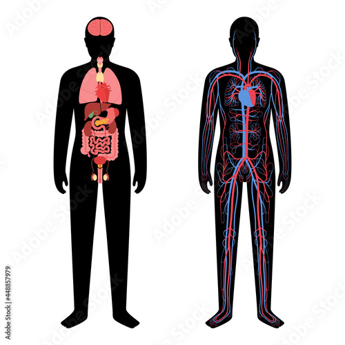 Circulatory system concept