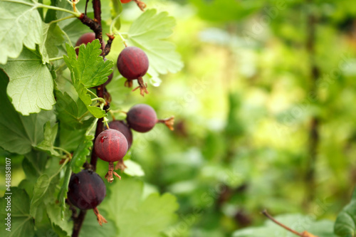 Ripe dark gooseberry on a branch with a place for text, background or wallpaper