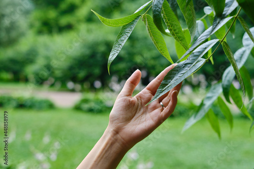 Girl hand touches the leaves of a tree in the forest. Forest ecology. Wildlife, wild life. Earth Day. Traveler girl in a beautiful green forest or park. Conservation, ecology, environment concept photo