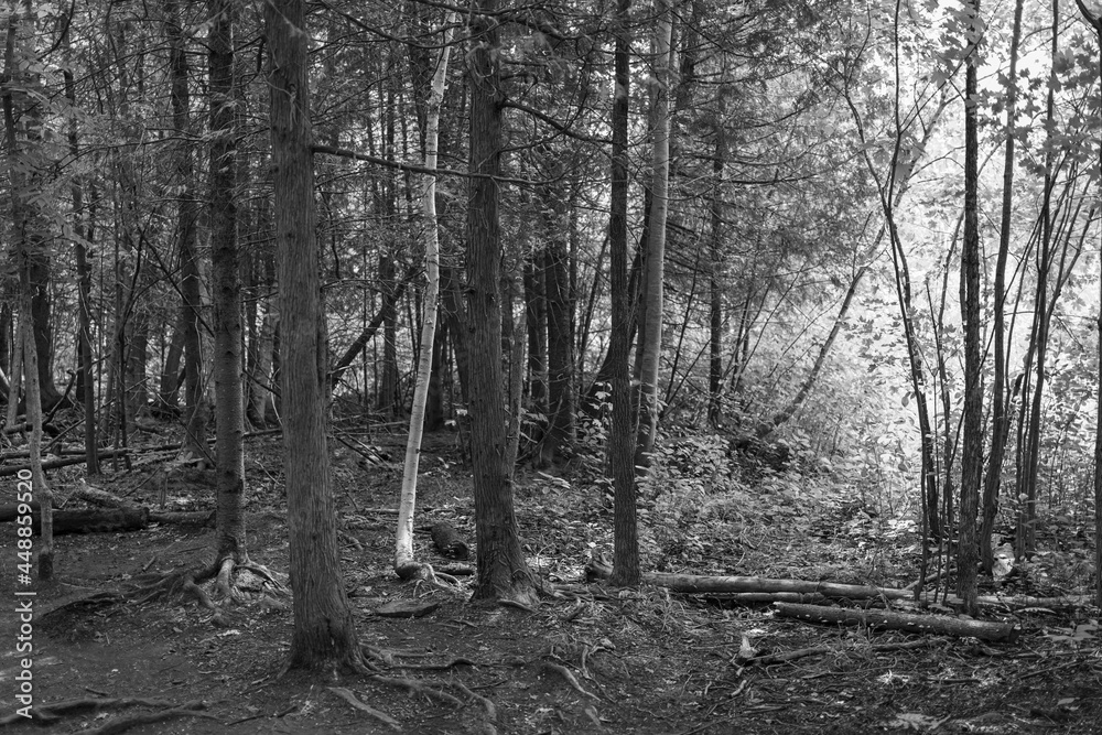 Naklejka premium Trees in a forest on a summers day