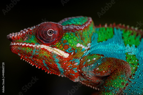 Close-up of a Panther chameleon (Furcifer pardalis)