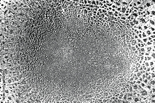 Natural texture of the mushroom cap of the fly agaric. Monochrome background of organic toadstool pattern with spots, noise and grain. Overlay template. Vector illustration