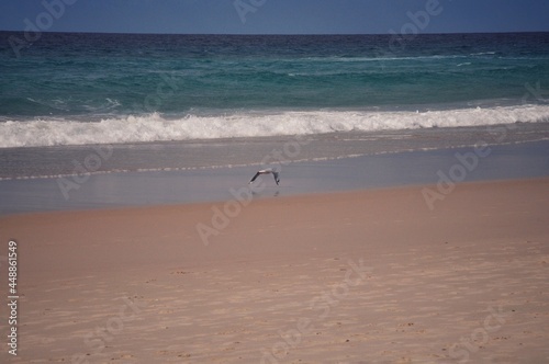 a seagull that flies far on the beach