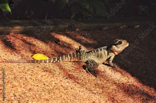 a big iguana under the sun of the park