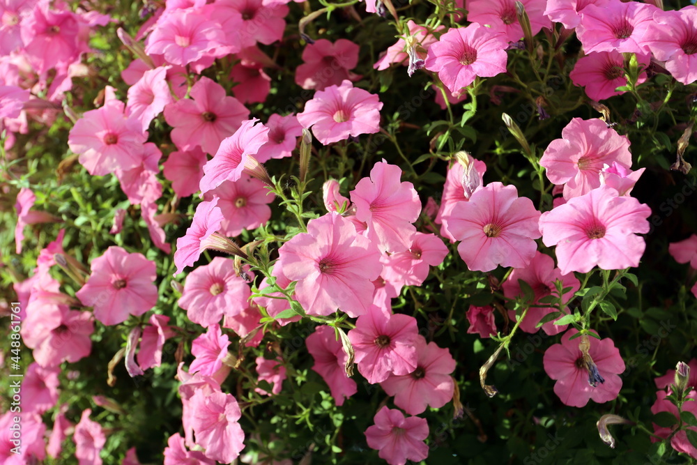 pink flowers in the garden pink flowers in the garden