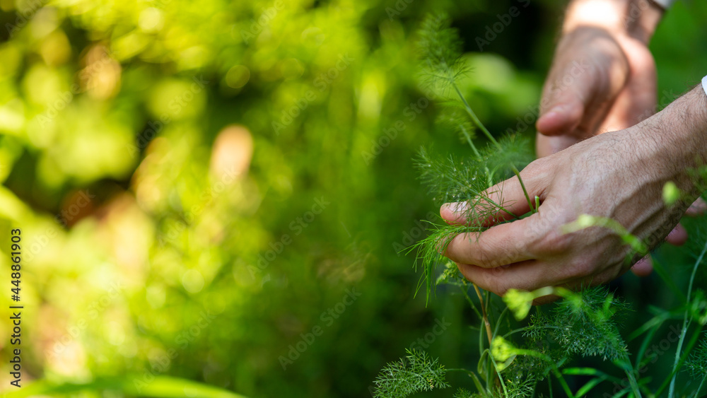 Collecting fennel herbs in the garden, wellbeing and nature concepts