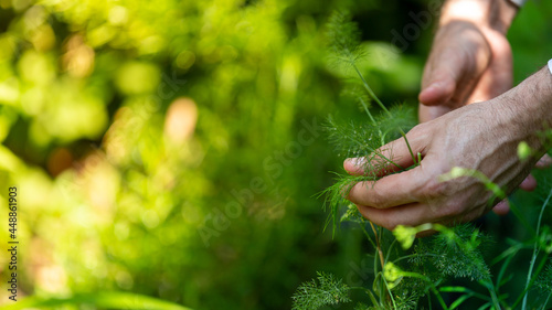 Collecting fennel herbs in the garden, wellbeing and nature concepts
