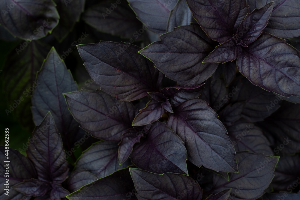 Purple basil growing on a garden bed, top view