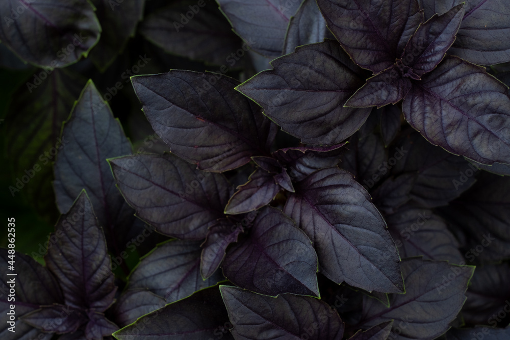 Purple basil growing on a garden bed, top view Purple basil growing on a garden bed, top view