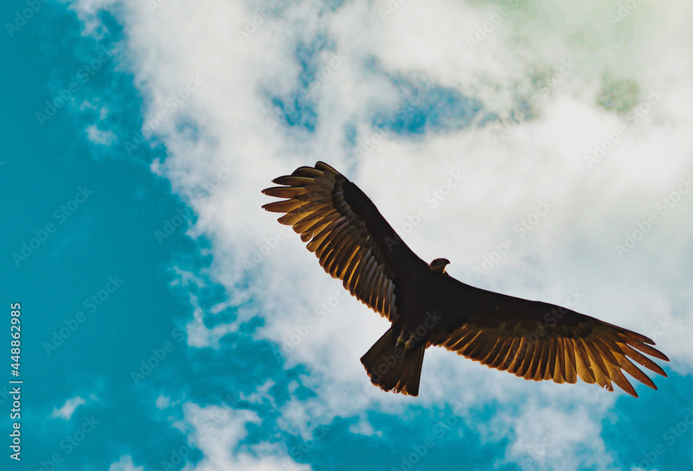 Fototapeta premium eagle in flight