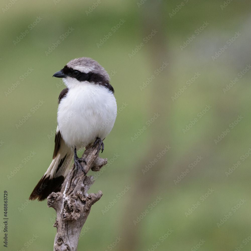 Obraz premium Grey-backed shrike