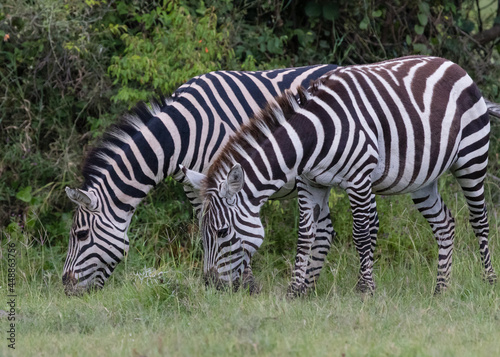 Two zebras