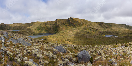 Frailejones, endemic flowers of the paramo of south america, the Lagunas de Siecha, Páramo de Chingaza, Colombia.