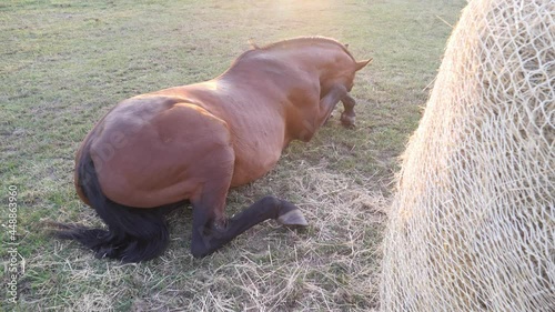 A horse lying in a pasture, rubbing against the grass due to insects biting it.  photo