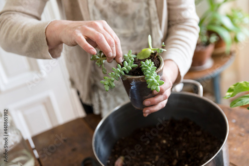 Woman's hands planting succulent in small pot photo