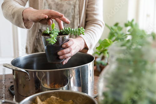 Woman's hands planting succulent cuttings into fresh soil