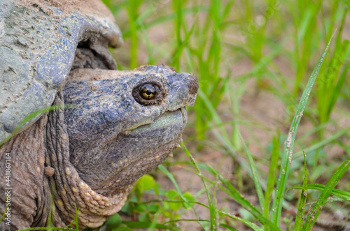 Close up of an old Snapping Turtle