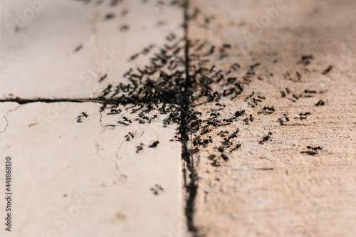 Black ants crawling from cracks photo