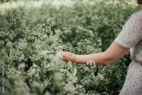 Woman's arm and hand touching Cow Parsley photo