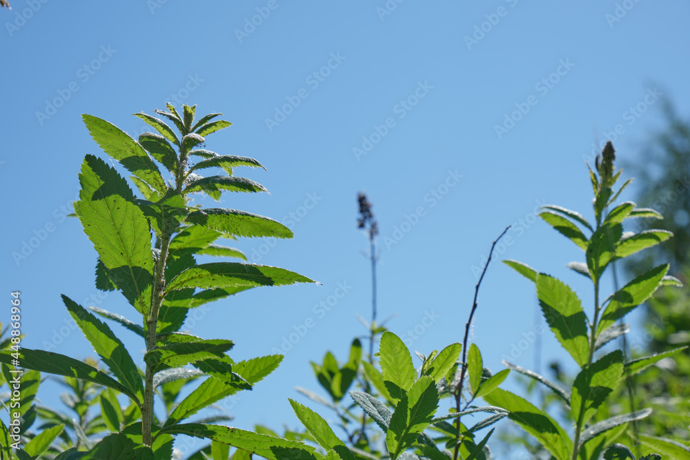clear blue sky and green bush branches, natural background