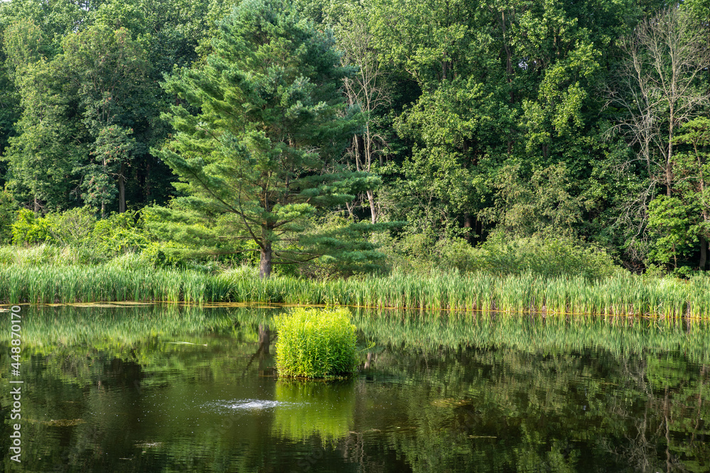 Tall grasses and green sunny woodland reflected in idyllic pond
