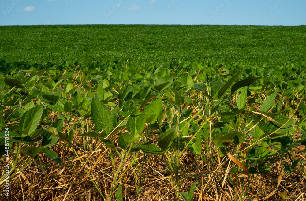 Fototapeta premium Soybean field in the summer sun, Low angle closeup.