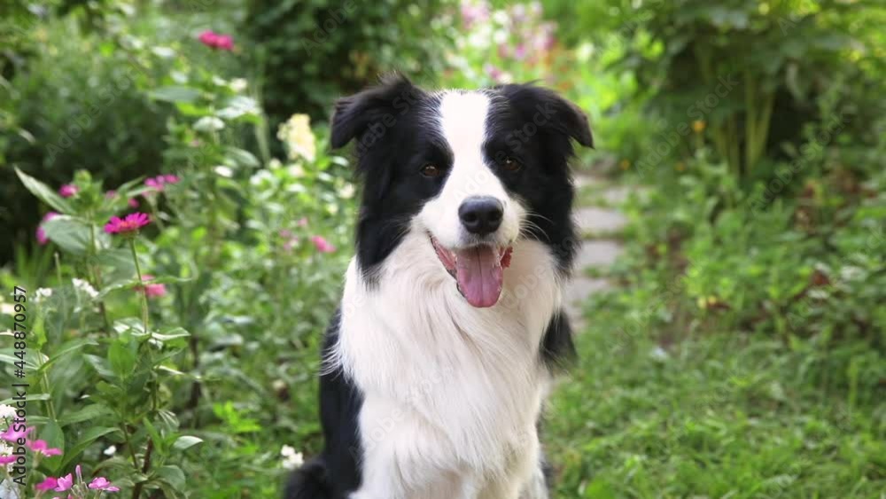 Outdoor portrait of cute smiling puppy border collie sitting on grass, park background. Little dog with funny face in sunny summer day outdoors. Pet care and funny animals life concept Outdoor portrait of cute smiling puppy border collie sitting on grass, park background. Little dog with funny face in sunny summer day outdoors. Pet care and funny animals life concept